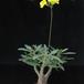Pachypodium rosulatum gracilius-SIb