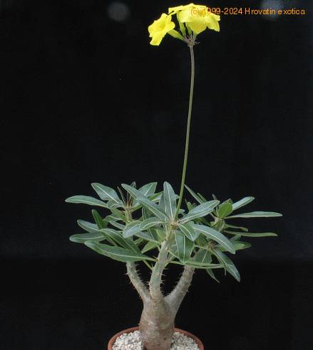Pachypodium rosulatum gracilius-SIb