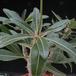 Pachypodium rosulatum gracilius-SIl