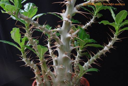 Pachypodium saundersii grmicasta rast-SIb