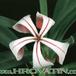 Pachypodium succulentum flower 1626
