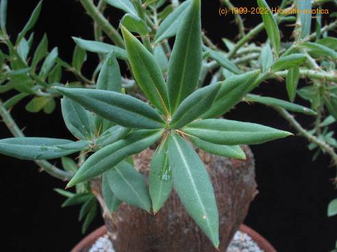 Pachypodium succulentum leaf