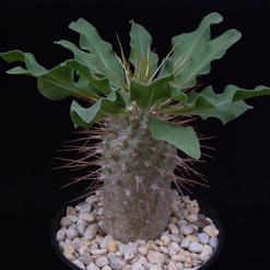 Pachypodium namaquanum