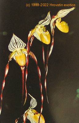 Paphiopedilum philippinense flower paphiopedilum philippinense k