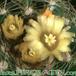 Parodia hausteiniana flower 258