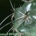 Parodia maasii v nigrispina thorn 256