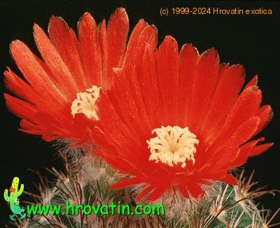 Parodia sanguiniflora flower 579