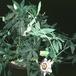 Passiflora caerulea 2023