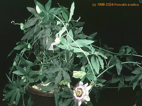 Passiflora caerulea 2023