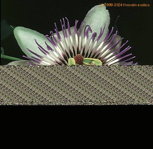 Passiflora caerulea cvet