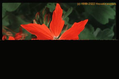 Pelargonium peltatum sp. 2057