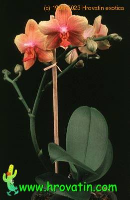 Phalaenopsis hybrid cristata 1826