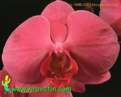 Phalaenopsis hybrid flower 1833