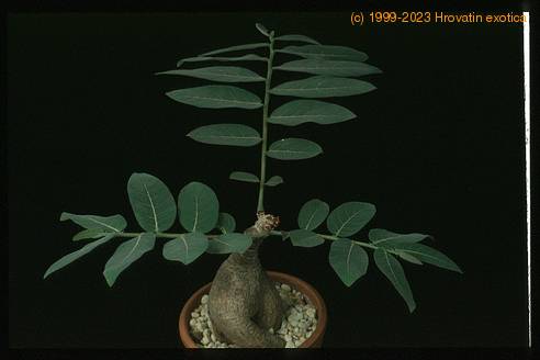 Phyllanthus mirabilis 1604