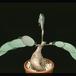 Phyllanthus mirabilis 16059