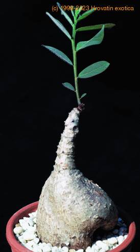Phyllanthus mirabilis 1606