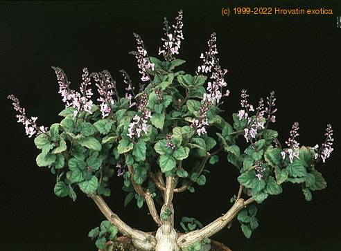 Plectranthus oertendahlii-2619