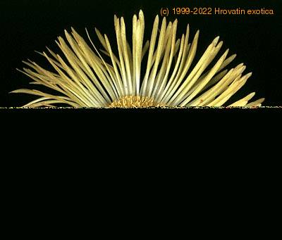 Pleiospilos bolusii flower 1547