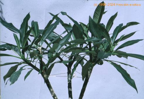 Plumeria obtusa 1841