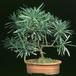 Podocarpus 2617a