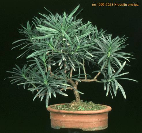 Podocarpus 2617a