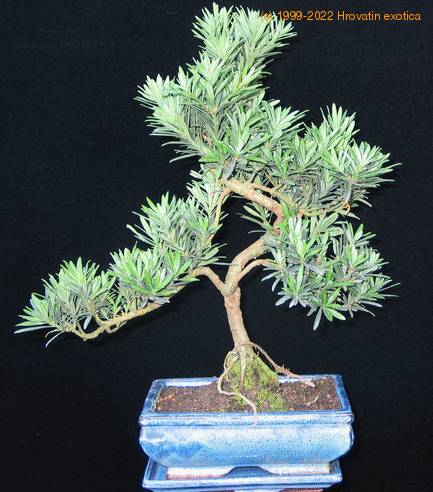 Podocarpus bonsai drobnolistni
