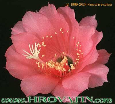 Pseudolobivia kermesina flower 308