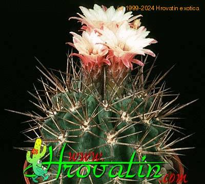 Pyrrhocactus floccosus 336