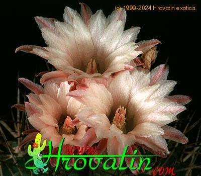 Pyrrhocactus floccosus flower 337