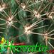 Pyrrhocactus floccosus thorn 338