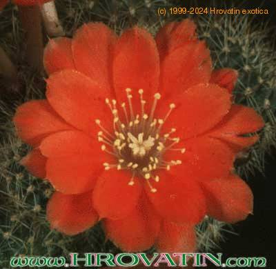 Rebutia mairanana flower 226