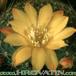Rebutia marsonerii hybrid flower 249