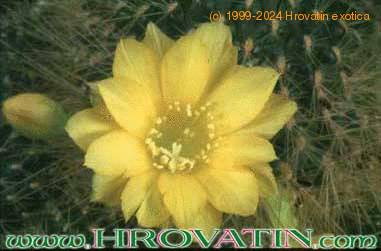 Rebutia marsonerii flower 234