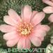 Rebutia marvaecensis flower 71