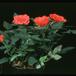 Rosa chinensis v. minima 2000