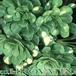 Saxifraga cuneifolia 1082