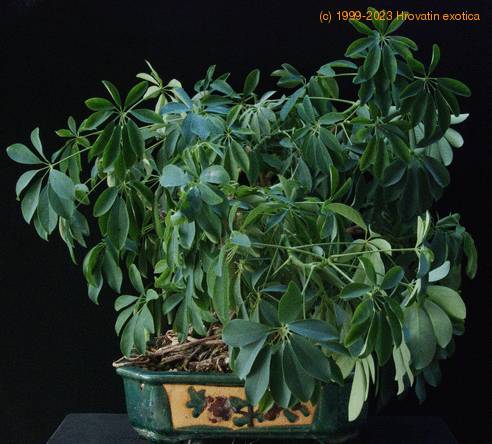 Scheflera arboricola-bonsai SIb
