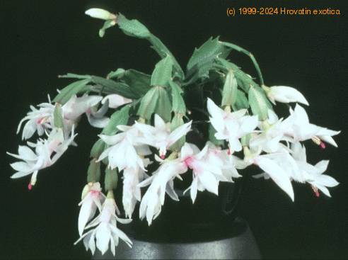 Schlumbergera truncata hybrid-1007