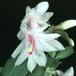 Schlumbergera truncata hybrid-1008