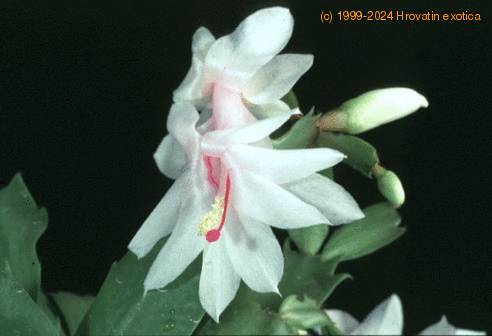 Schlumbergera truncata hybrid-1008