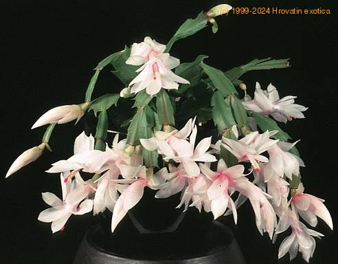 Schlumbergera truncata hybrid-244