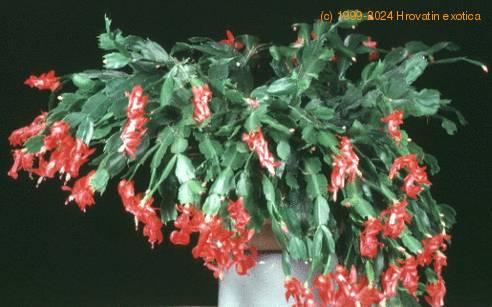 Schlumbergera truncata-1004