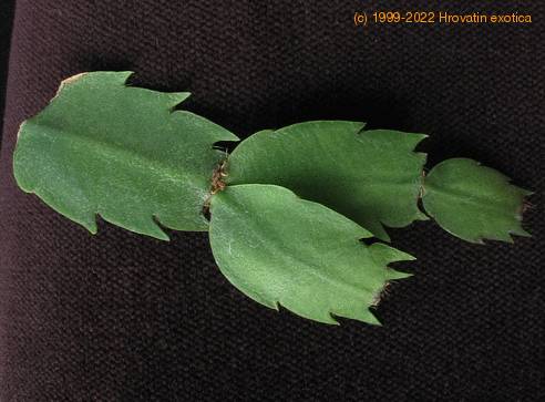 Schlumbergera truncata-leaf