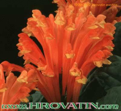 Scutellaria costaricana flower 2003