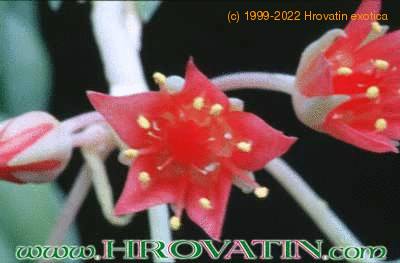 Sedum morganianum flower 1062