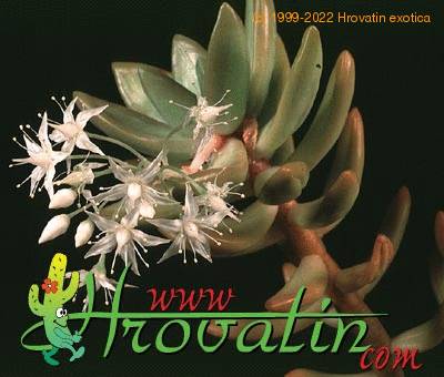 Sedum adolphi flower 1286
