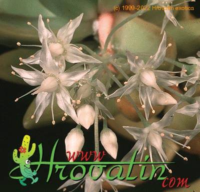 Sedum adolphi flower 1287