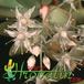 Sedum adolphi flower 1287