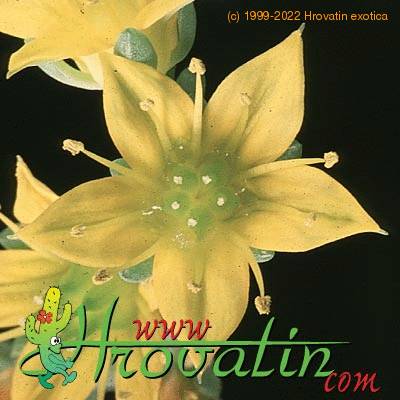 Sedum pachyphyllum flower 1294