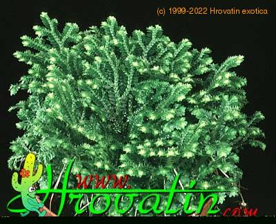 Selaginella species 1870